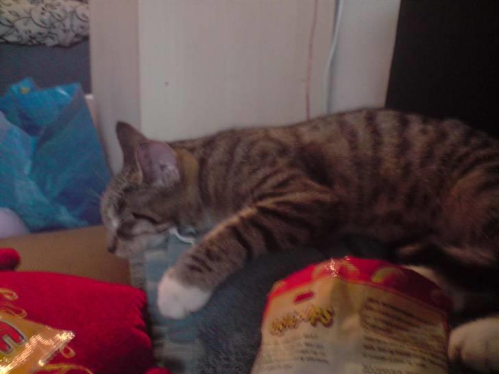 Huskat Putte billede 3