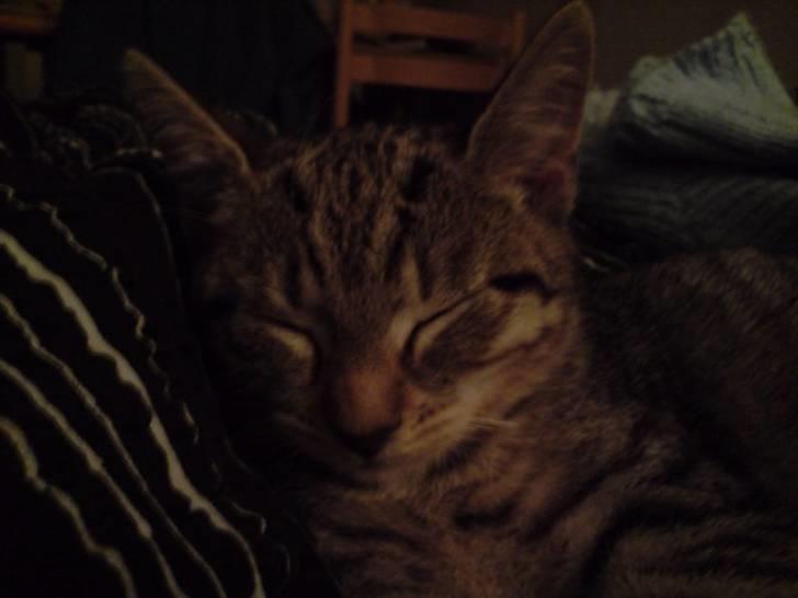 Huskat Putte billede 4