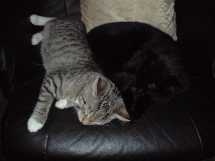 Huskat Putte billede 5