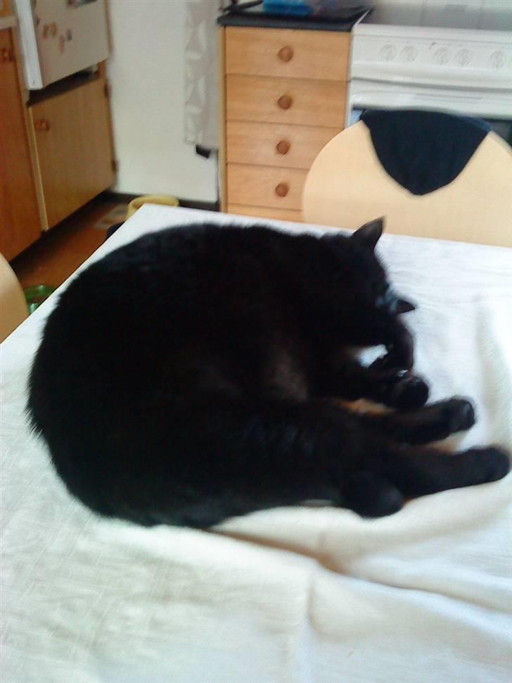 Huskat Tarzan billede 2