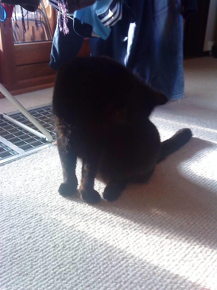 Huskat Tarzan billede 3