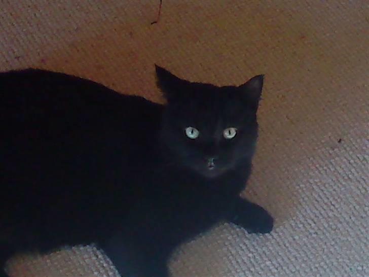 Huskat Tarzan billede 4