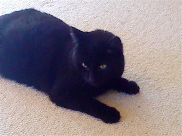 Huskat Tarzan billede 5