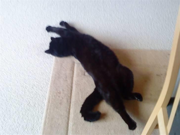 Huskat Tarzan billede 6