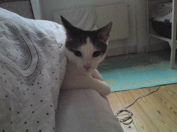 Huskat Bambi - hygge dag under dynen billede 9