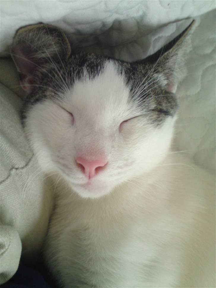 Huskat Bambi - hva synses du om det her billede nogen siger han er en kniser mis og ander et jord ergern kom med din mening:)  billede 10