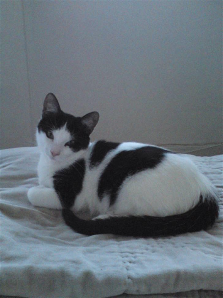 Huskat Kitty billede 11