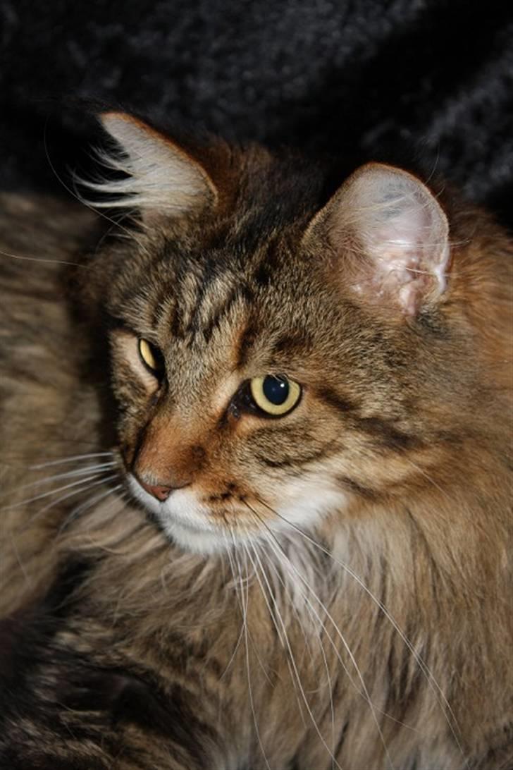 Maine Coon Kumari af Ly DK - Bassen(: billede 1