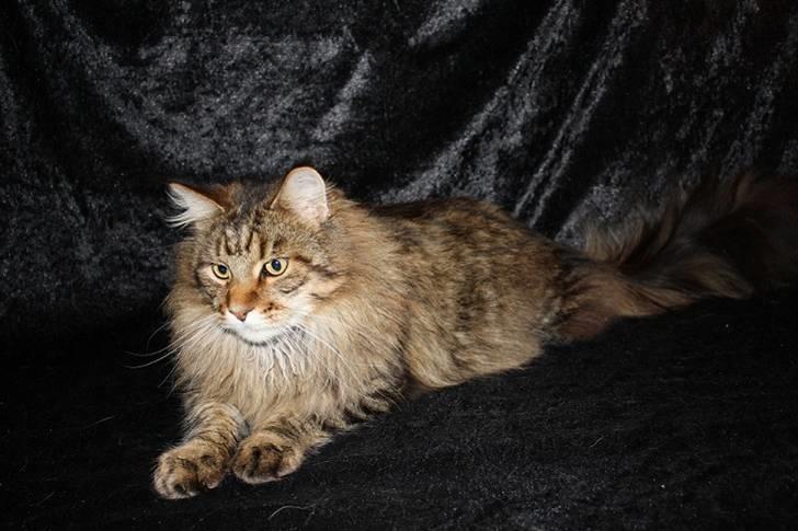 Maine Coon Kumari af Ly DK billede 2