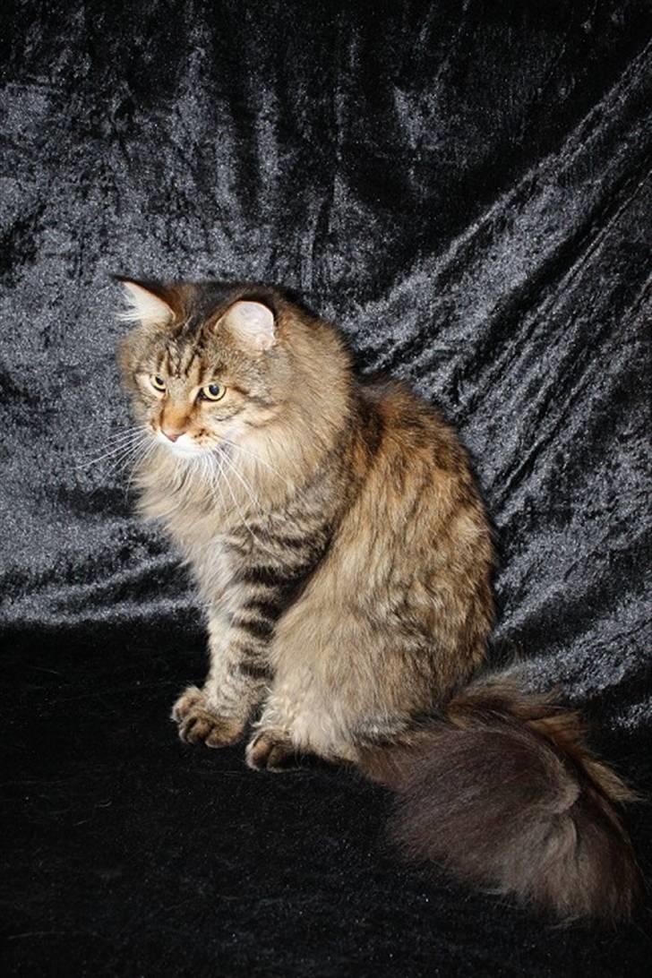 Maine Coon Kumari af Ly DK billede 3