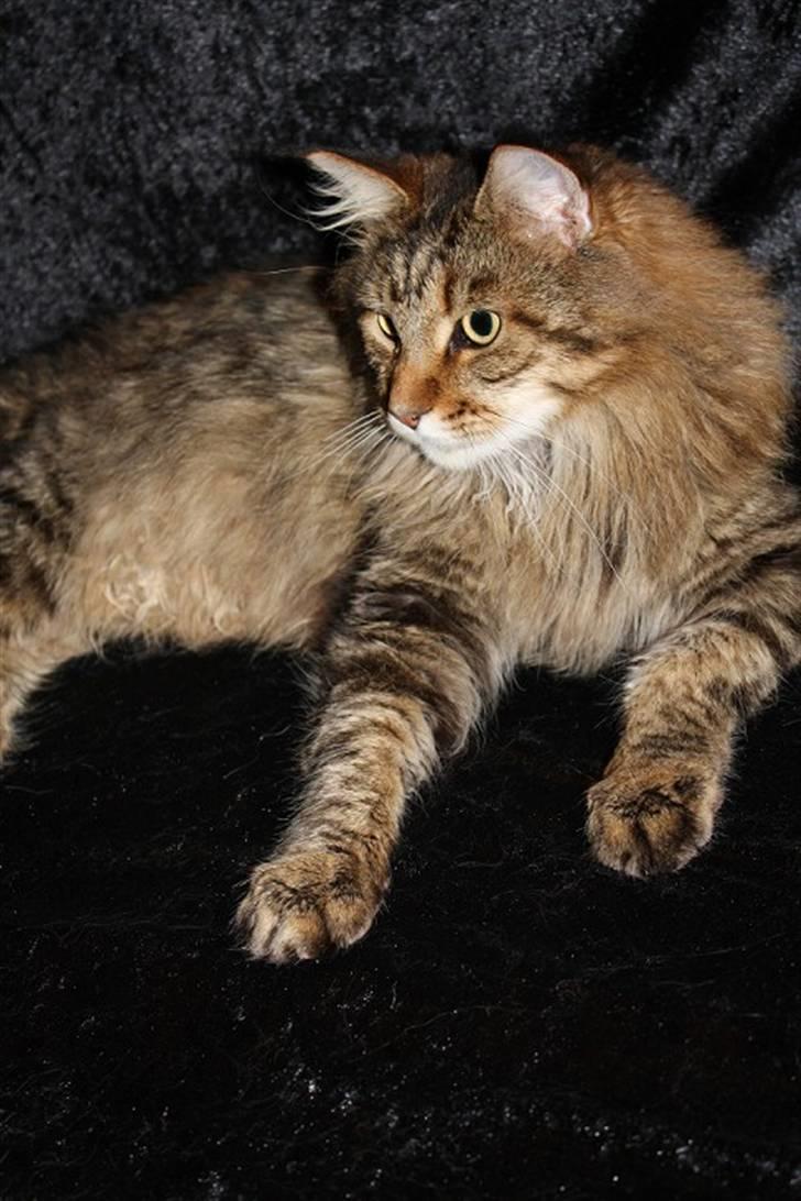 Maine Coon Kumari af Ly DK billede 4