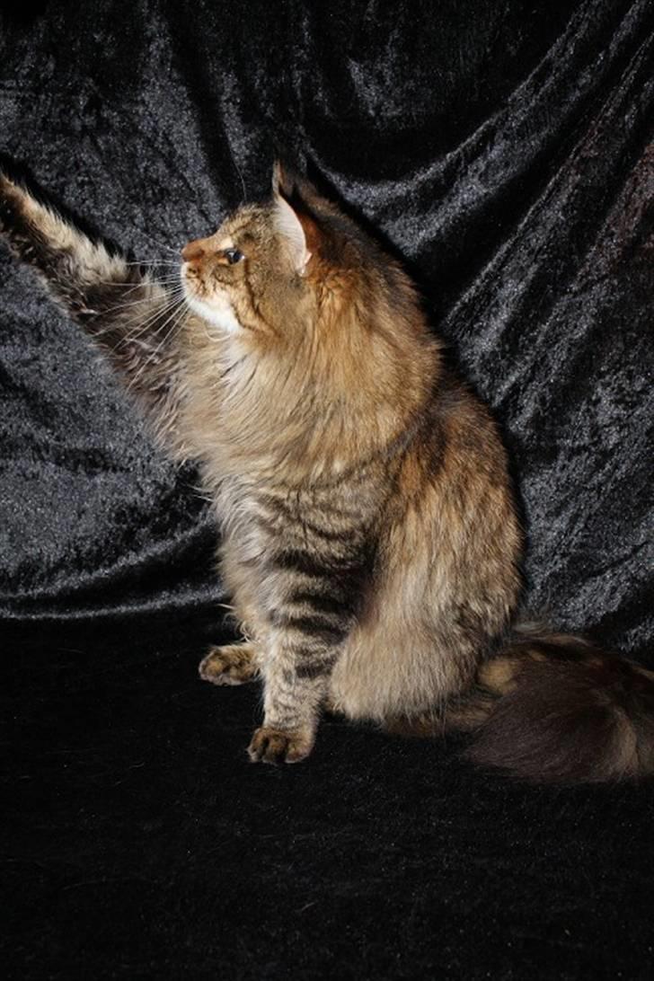 Maine Coon Kumari af Ly DK billede 5