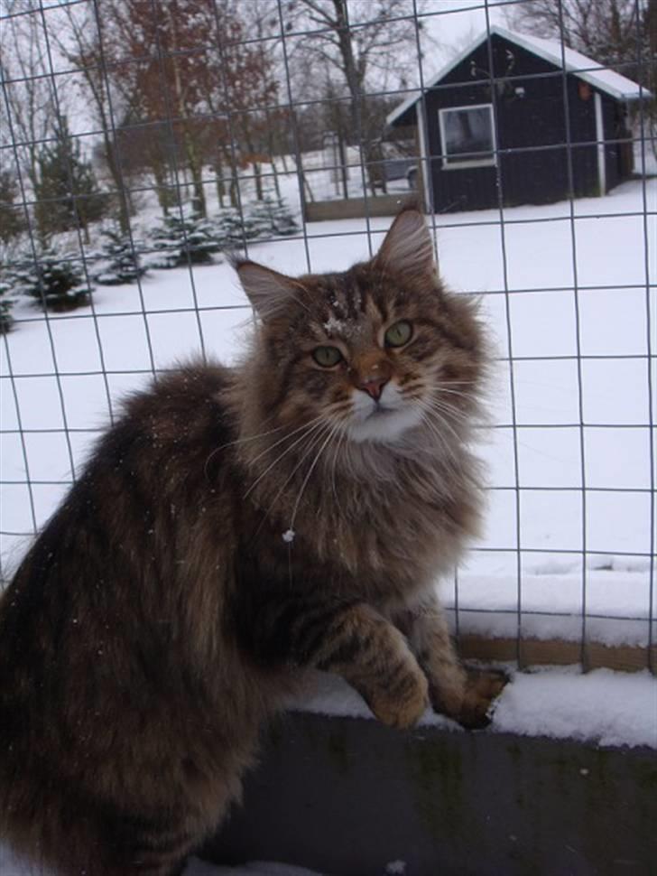 Maine Coon Kumari af Ly DK - Spørg mig ikke hvad han laver i kattegården, når han kunne gå ud gennem lågen(: billede 6