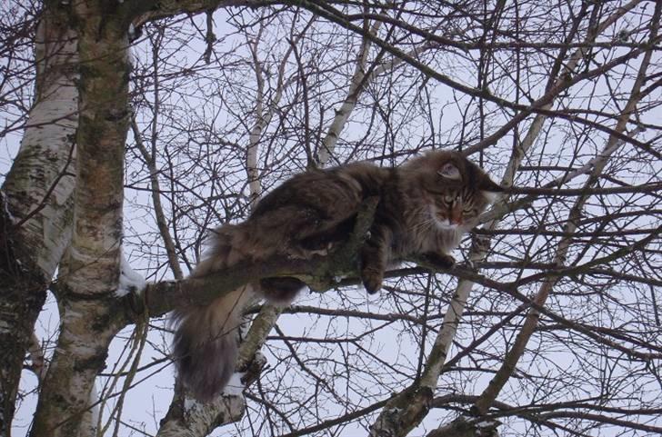 Maine Coon Kumari af Ly DK - Klatrekatten :D billede 7