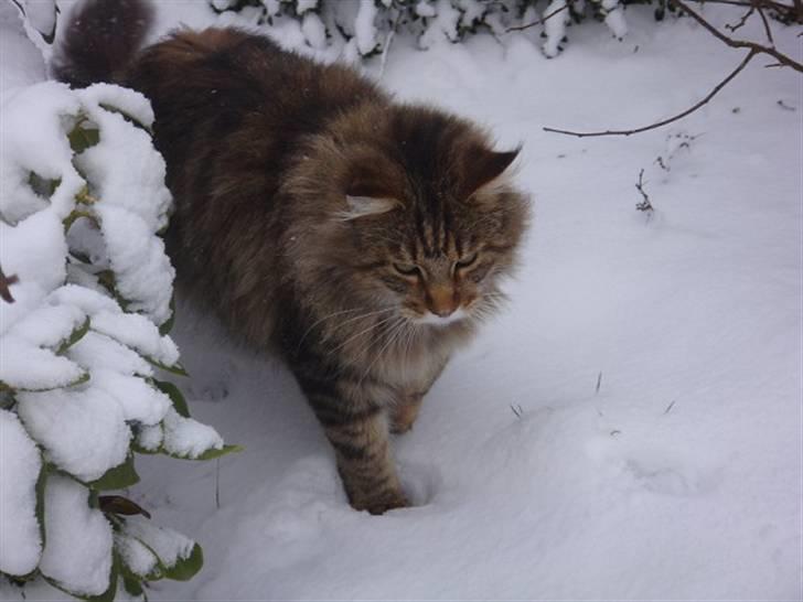 Maine Coon Kumari af Ly DK billede 8