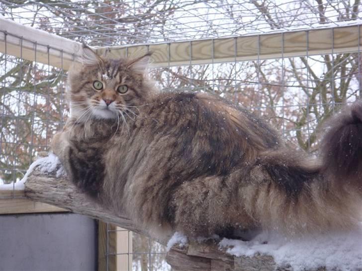 Maine Coon Kumari af Ly DK billede 9