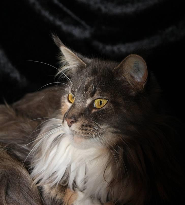 Maine Coon Dream Eagles DK Himalaya billede 1
