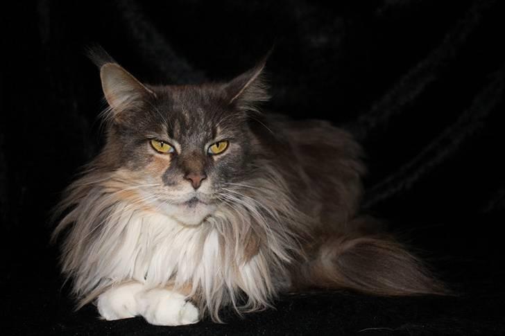 Maine Coon Dream Eagles DK Himalaya billede 2