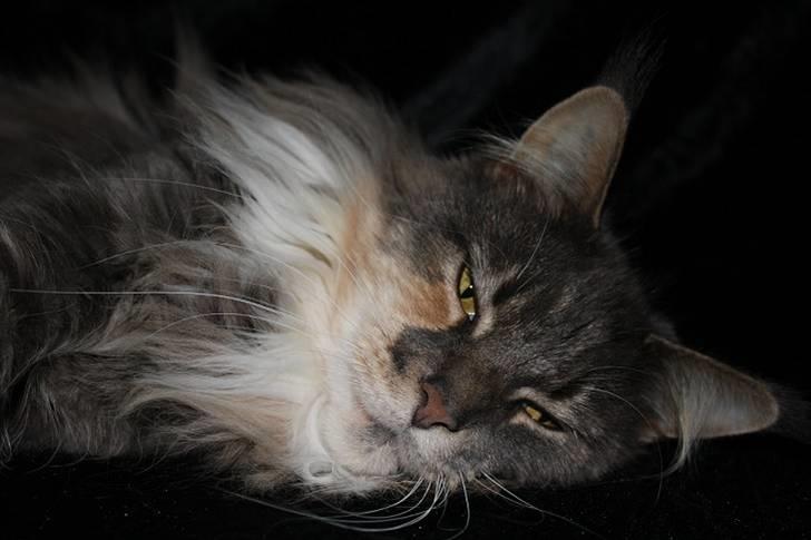 Maine Coon Dream Eagles DK Himalaya - Bevis på dovenskab - selv under foto sessionen(: billede 3