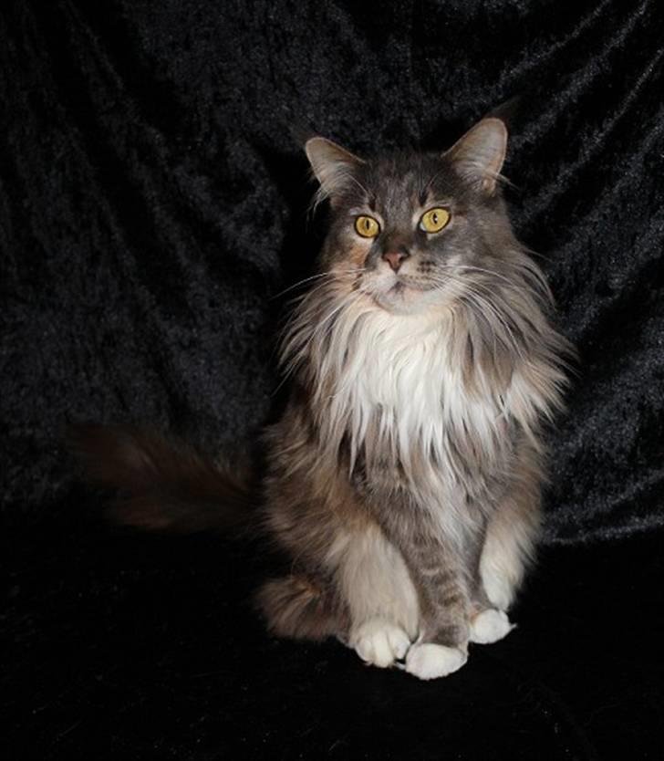 Maine Coon Dream Eagles DK Himalaya billede 4