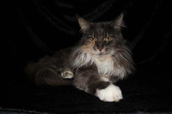 Maine Coon Dream Eagles DK Himalaya billede 5