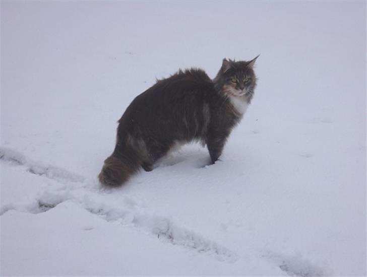 Maine Coon Dream Eagles DK Himalaya billede 6