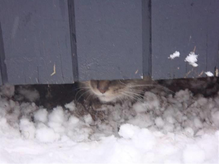 Maine Coon Dream Eagles DK Himalaya - Tittebøh 8D billede 7