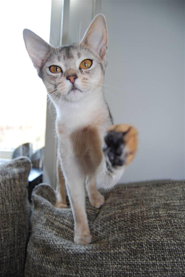 Abyssinier Silver Kama af Freden  - KARLA 8 mdr. (8/5-10) billede 1