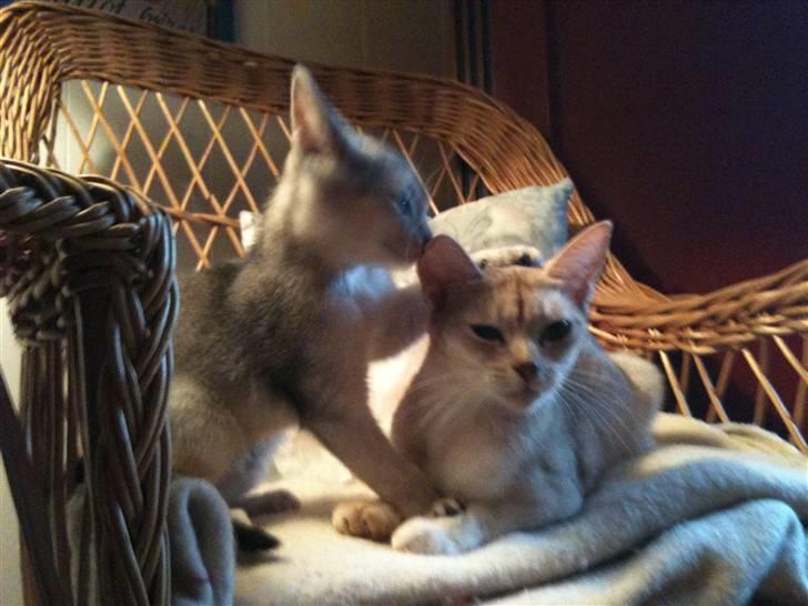 Abyssinier Silver Kama af Freden  - MOR misser med killing billede 2