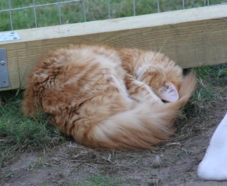 Maine Coon Gabby *Flyttet* - Er helt tryg i den nye løbegård <3 billede 6