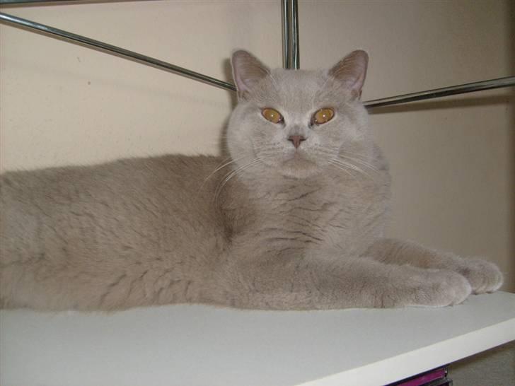 British Shorthair midas - han er en rigtig fotomodel billede 4