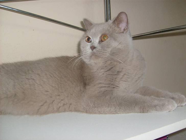 British Shorthair midas - midas kigger op billede 5