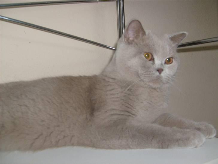 British Shorthair midas - midas kigger ned billede 6