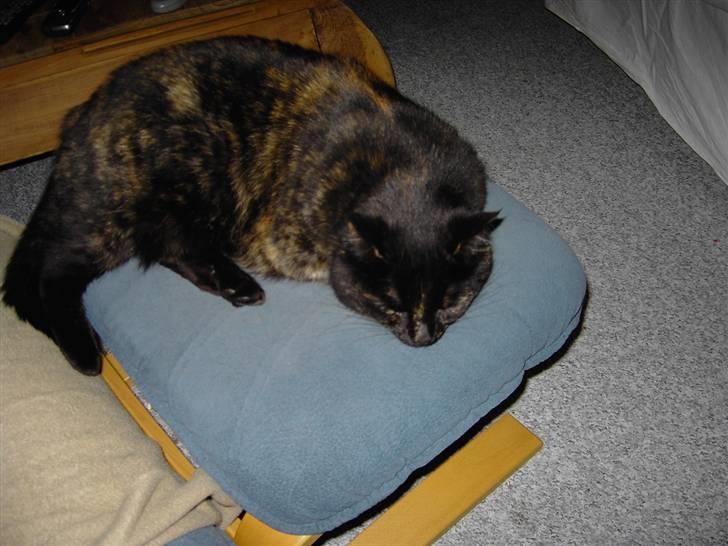 Huskat Bette Mus billede 1