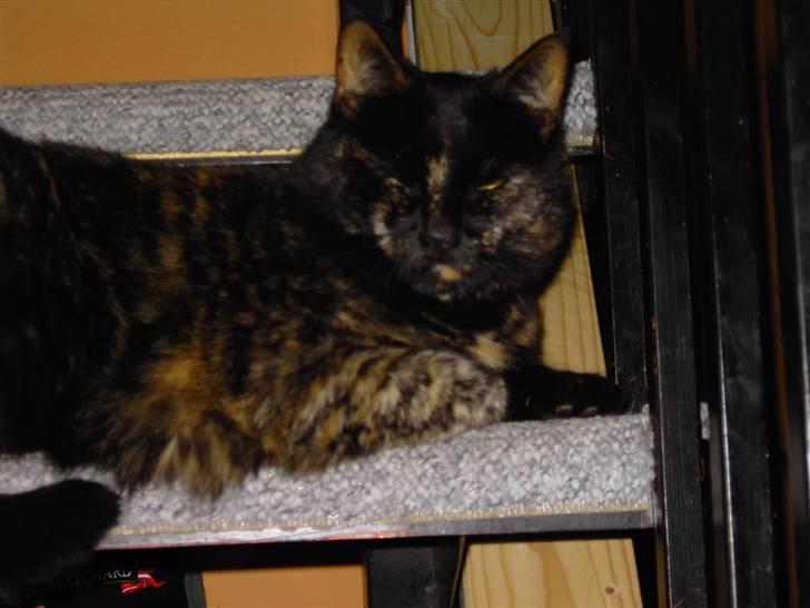 Huskat Bette Mus billede 2