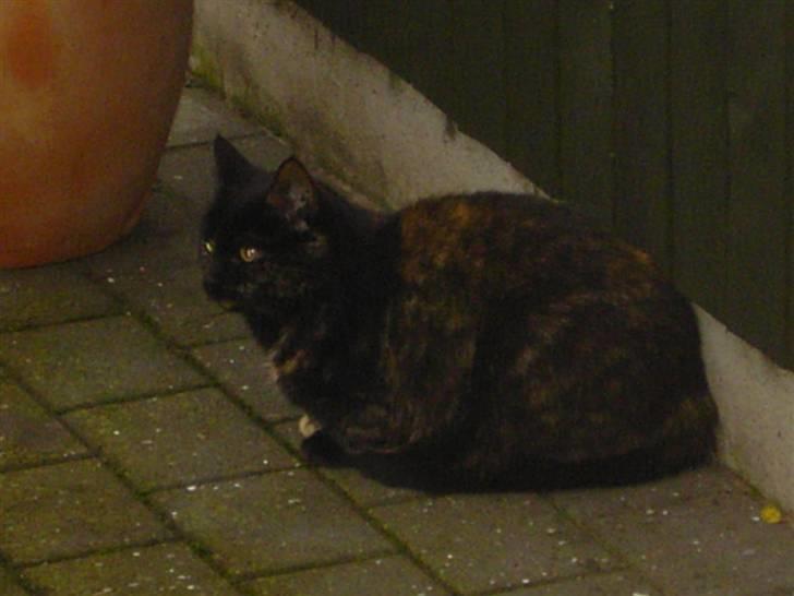 Huskat Bette Mus billede 3