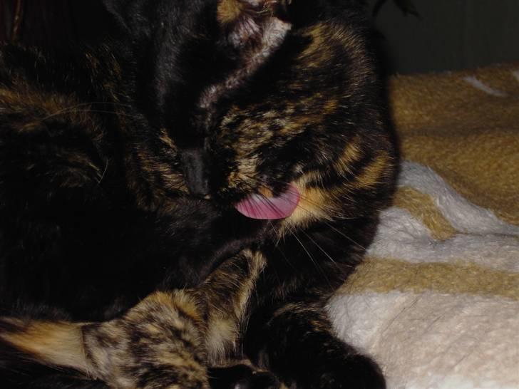 Huskat Bette Mus billede 4