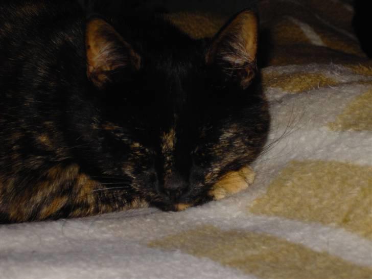 Huskat Bette Mus billede 5