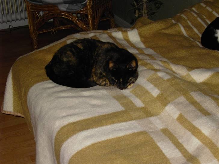 Huskat Bette Mus billede 6