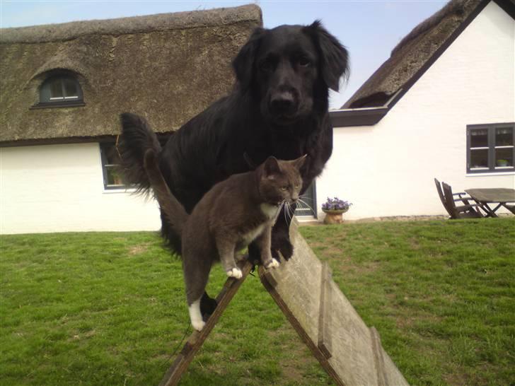 Blanding af racer Pelle billede 6