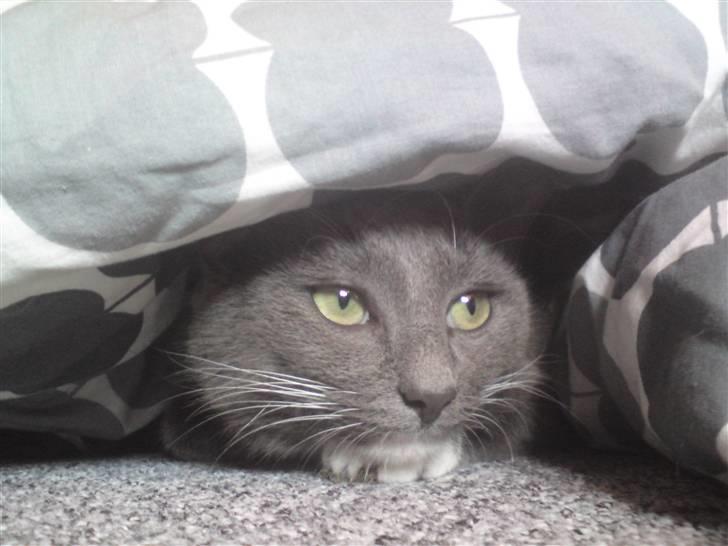 Blanding af racer Pelle billede 7