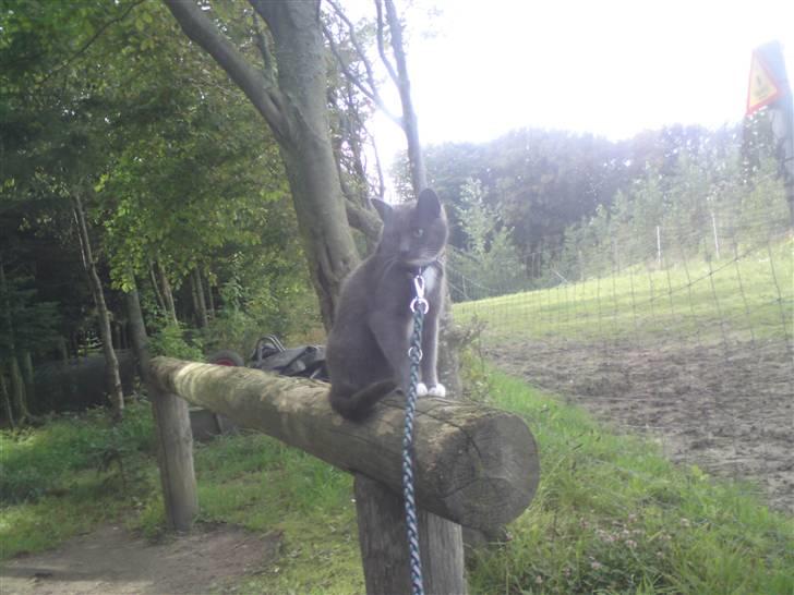 Blanding af racer Pelle billede 8