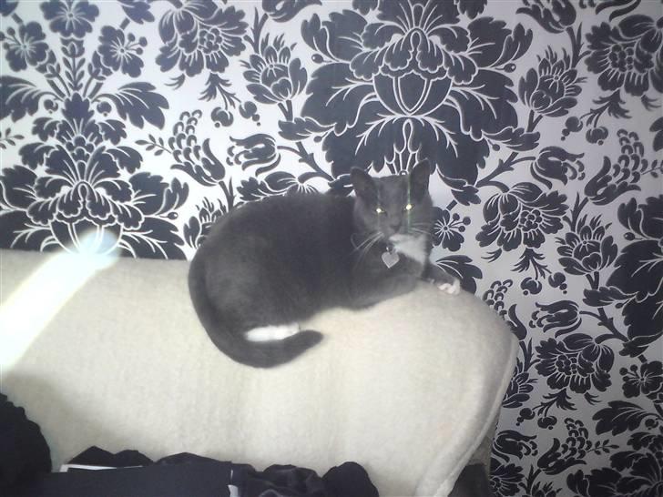 Blanding af racer Pelle billede 9