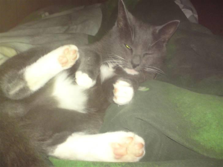 Blanding af racer Pelle billede 10