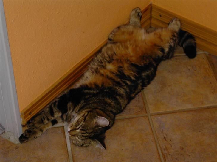 Huskat Sussi billede 2