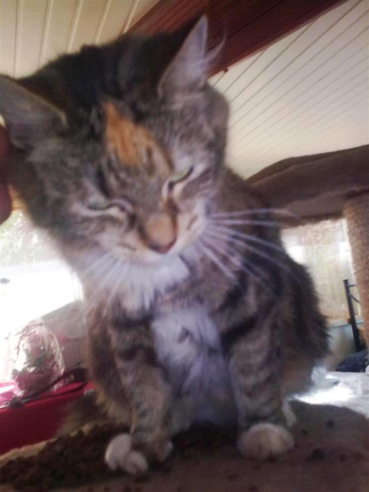 Blanding af racer Miv - Billede fra den forrige ejer. billede 1