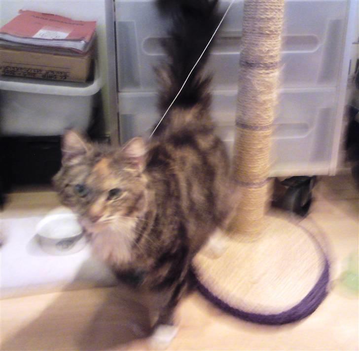 Blanding af racer Miv - Den 20. november 2009. Miv er lige kommet hjem til mig. billede 2