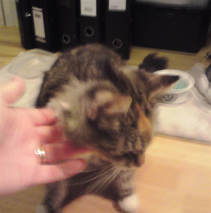 Blanding af racer Miv - Den 20. november 2009. Miv er lige kommet hjem til mig. billede 3