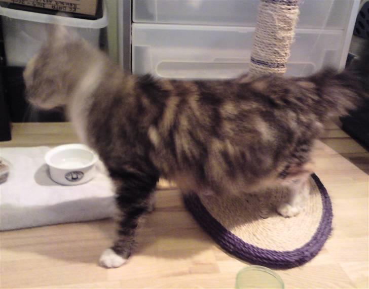 Blanding af racer Miv - Den 20. november 2009. Miv er lige kommet hjem til mig. billede 4