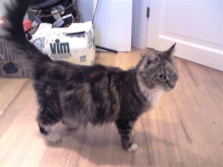 Blanding af racer Miv - Den 20. november 2009. Miv er lige kommet hjem til mig. billede 5